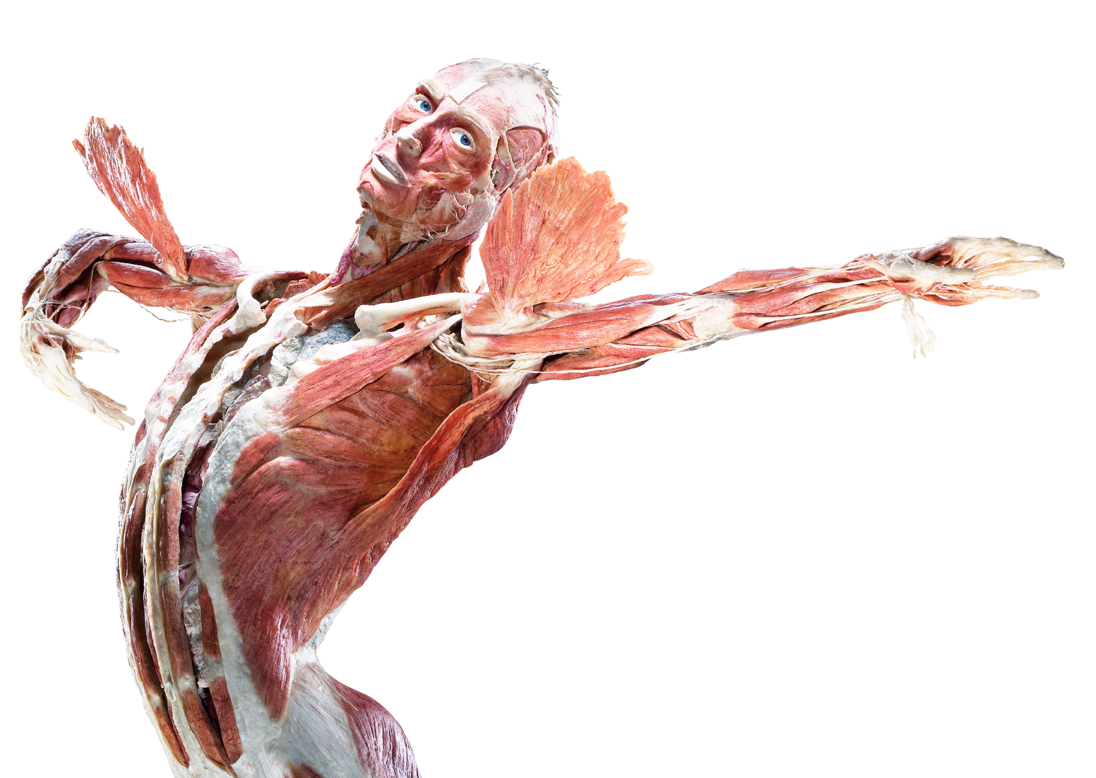 Body Worlds Vital Poznań